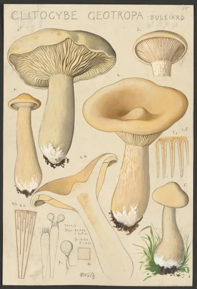Clitocybe Geotropa Bulliard