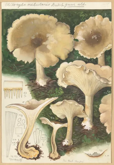 Clitocybe Mebularis