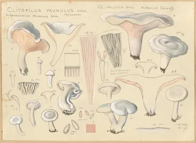 Clitopilus Prunulus Quelet