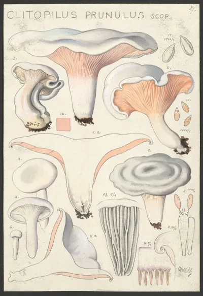Clitopilus Prunulus Scop