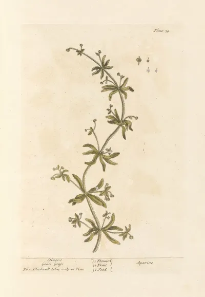 Clivers Goose Grass