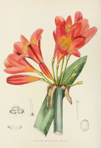 Clivia Miniata 3