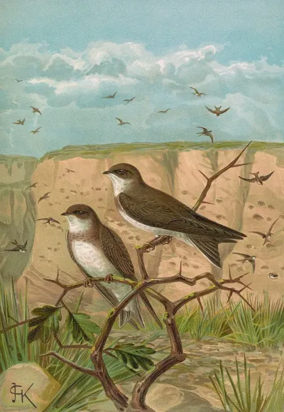 Clivicola Riparia