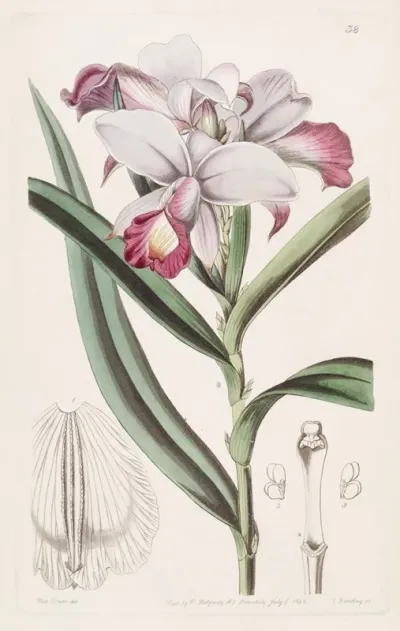 Close Flowered Reedorchis
