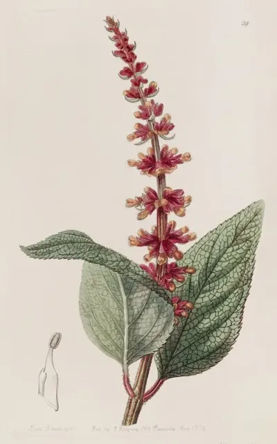 Close Flowered Sage