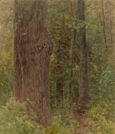 Close Up Of Trees In Forest