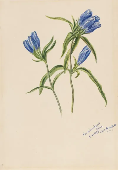 Closed Gentian Gentiana Andrewskii