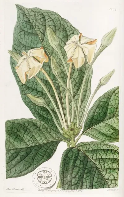 Cloth Leaved Gardenia
