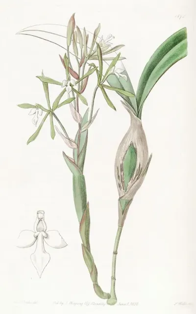 Club Stemmed Epidendrum