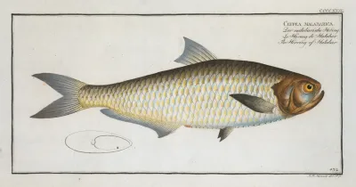 Clupea Malabarica The Herring Of Malabar