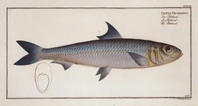 Clupea Pilchardus The Pilchard