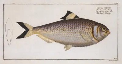 Clupea Sinensis The Chinese Herring
