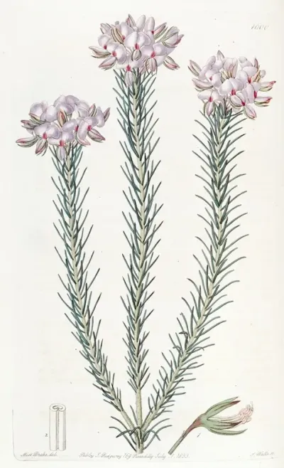 Clustered Burtonia