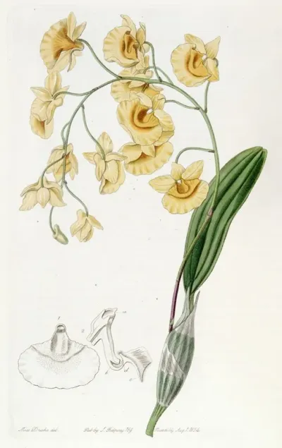 Clustered Dendrobium