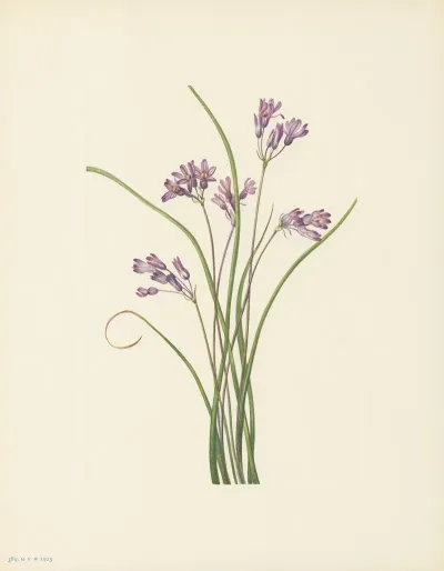 Clusterlily Hookera Pauciflora 2