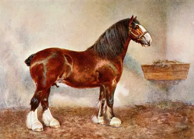 Clydesdale Stallion Prince Of Albion