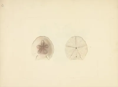 Clypeasteroida Sand Dollar