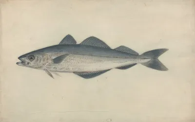 Coal Fish
