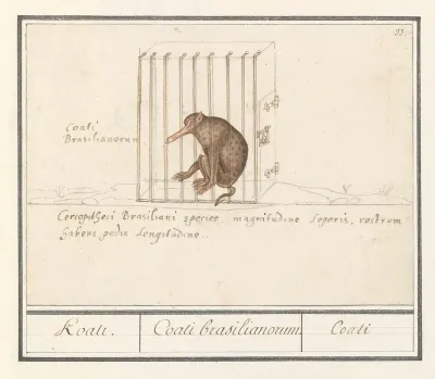 Coati Nasua Koati Coati Brasilianorum Coati