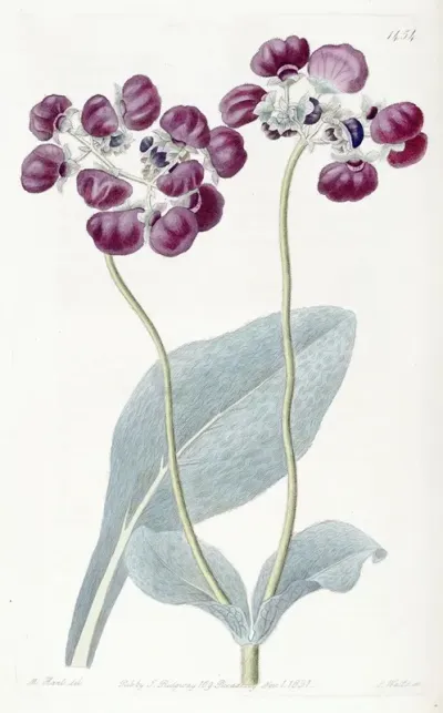 Cobweb Slipper Wort