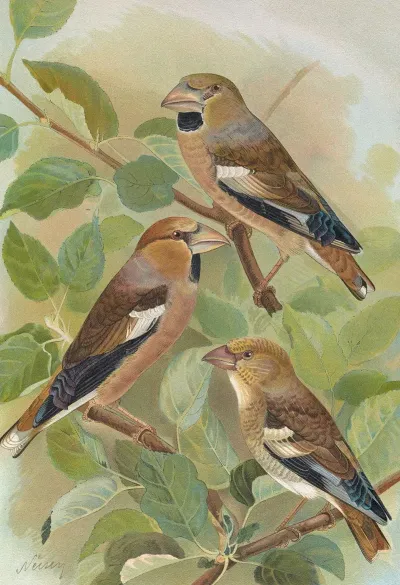 Coccothraustes Coccothraustes