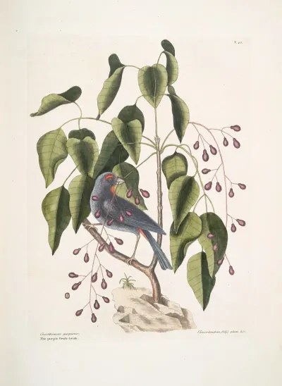 Coccothraustes Purpurea The Purple Gross Beak Toxicodendron Foliis Alatis C The Poison Wood