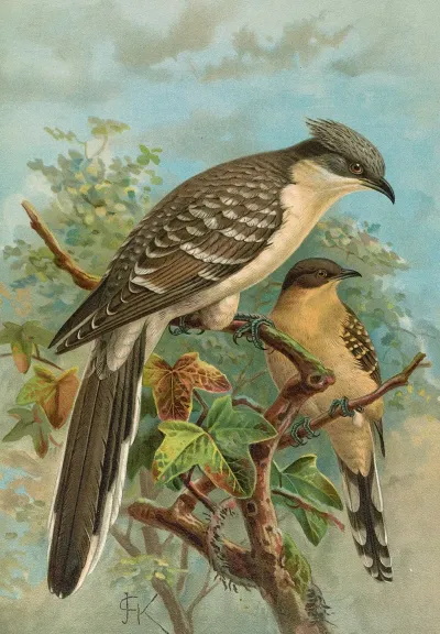 Coccystes Glandarius