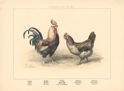 Cock Hen