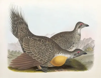 Cock Of The Plains