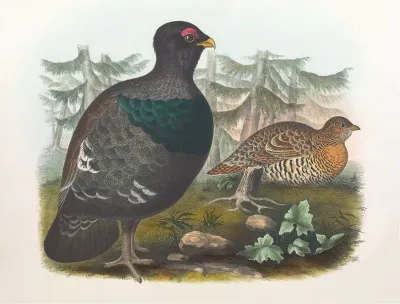 Cock Of The Woods