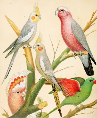 Cockateels Roseate Cockatoo Leadbeaters Cockatoo Scaly Breasted Parrakeet
