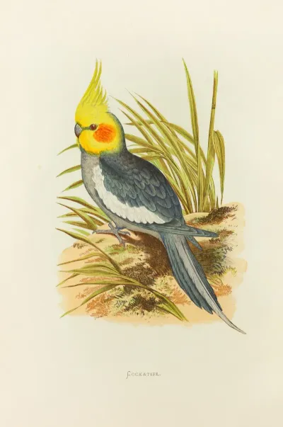 Cockatiel