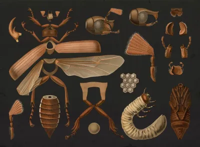Cockchafer Melolontha Melolontha