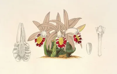 Coelogyne Lagenaria