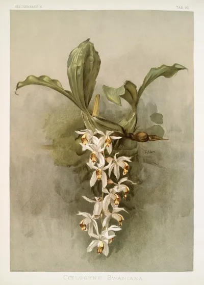 Coelogyne Swaniana
