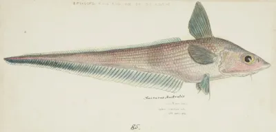 Coelorinchus Sp Nz Rattail