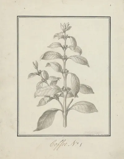 Coffea Arabica L Arabica Coffee Finished Drawing Of Leafy Shoot And Berries