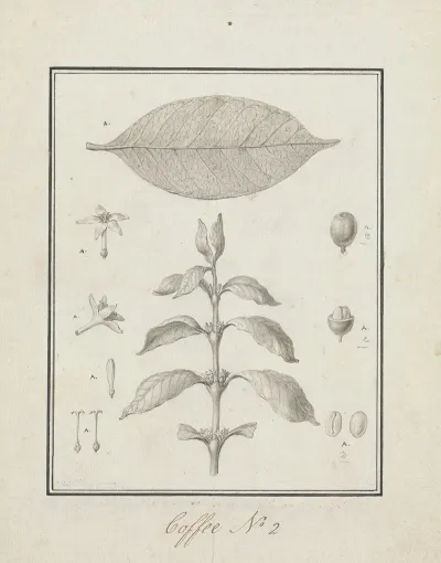 Coffea Arabica L Arabica Coffee