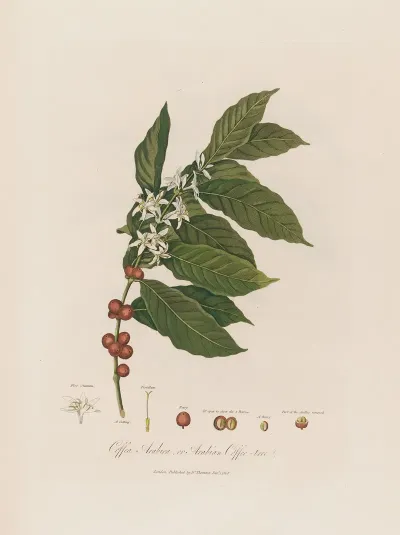 Coffea Arabica Or Arabian Coffee Tree