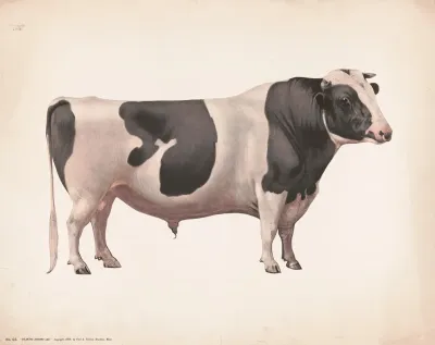 Colantha Johanna Lad