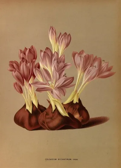 Colchicum Byzantinum Varr