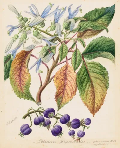 Colensoa Physaloides