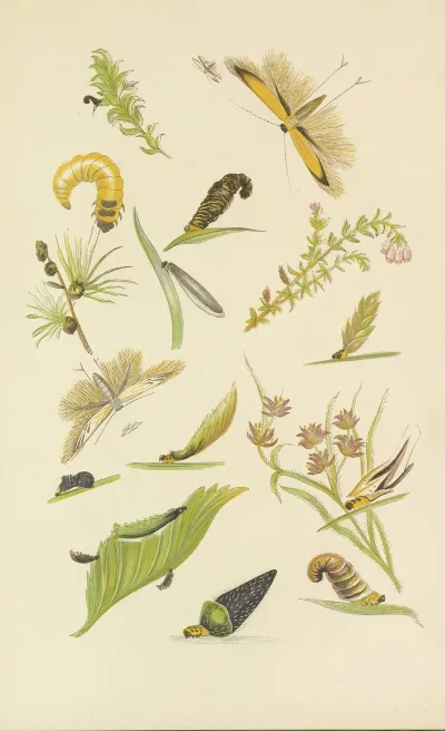 Coleophora Or Tent Makers