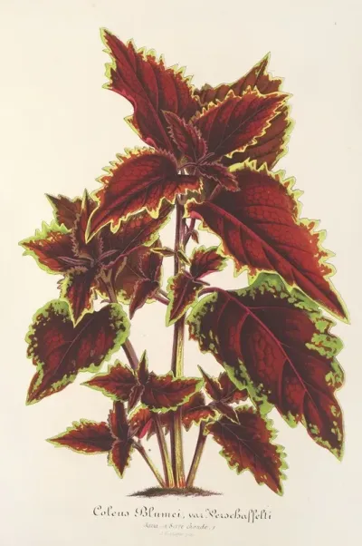 Coleus Verschaffeltii