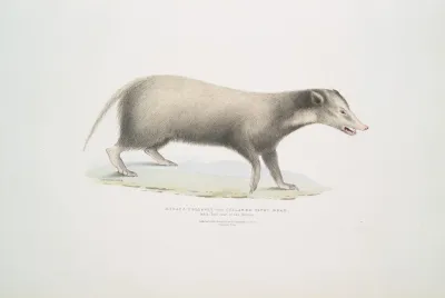 Collared Civet Bear Mydaus Collaris