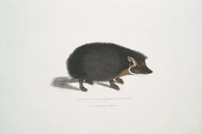 Collared Hedge Hog Erinaceus Collaris