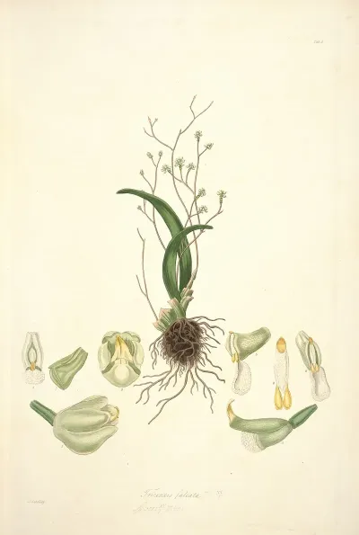 Collectanea Botanica Pl 02