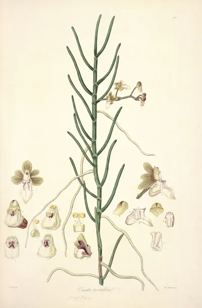 Collectanea Botanica Pl 06