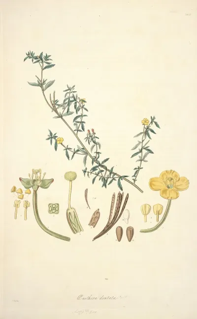 Collectanea Botanica Pl 10