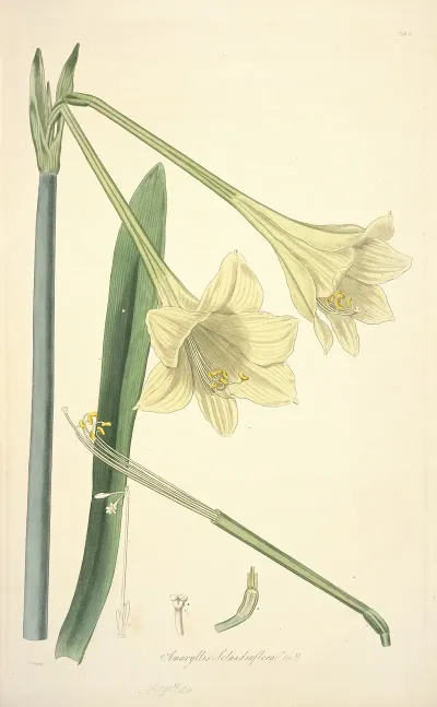 Collectanea Botanica Pl 11